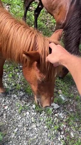 A person pets a small brown horse. The horse's head is facing down, and it appears to be eating something in the grass. A second brown horse can be seen standing in the background, also eating. The ground is covered in small rocks and grass.