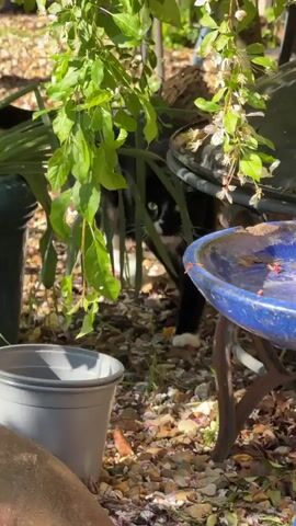 This video captures a black and white cat, commonly known as a tuxedo cat, in a sunny garden setting in Hitchin, United Kingdom.

Initially, the cat is partially hidden behind dense green foliage, with only its black body and white back paws visible between a dark green pot on the left and a blue bird bath on the right. The ground is covered with gravel and scattered leaves, indicating an outdoor garden environment.

As the video progresses, the cat, wearing a light-colored collar with a small tag, emerges from behind the plant. It approaches a grey plastic pot placed on the ground in the foreground. The cat lowers its head, actively sniffing and investigating the inside of the grey pot. The bright sunlight creates clear shadows and highlights the vibrant green leaves of the surrounding plants. The scene takes place during the day under clear, sunny weather conditions. There is no visible text in the video.