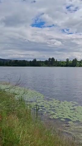 This is a vertical, eye-level, outdoor video of a tranquil lake scene on a cloudy day. The foreground features the edge of the water with tall green grass and some small plants. A cluster of lily pads floats on the surface of the water, with a few yellow flowers blooming among them. The lake stretches across the middle of the frame, its surface rippled by a gentle breeze. In the background, a distant shoreline is visible, lined with a variety of trees and vegetation. Beyond the trees, the land rises slightly, with hints of fields or rolling hills. The sky above is a mixture of bright blue patches and white, fluffy clouds, some of which are darker and appear to be tinged with grey, suggesting a dynamic weather pattern. The overall impression is one of natural beauty and peacefulness. There are no people or animals visible in the video.