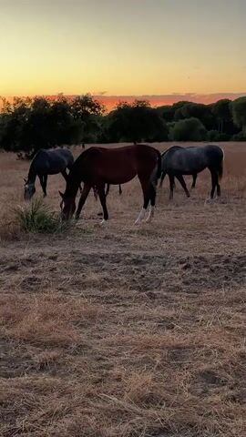 A group of horses grazes in a dry, grassy field at sunset. The sky is a gradient of orange, yellow, and pink. Trees line the horizon. One horse is dark brown, two are gray, and one is black. They are all standing and eating. The ground is covered in dry, yellow grass and dirt.