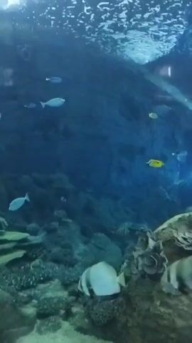 The video shows an underwater scene, likely an aquarium or a large tank, with several fish swimming. The water is a deep blue, and sunlight filters through from the surface, creating shimmering patterns. The bottom of the tank is covered with rocks and gravel, with some vegetation. In the foreground, several large, flat-bodied fish with striped patterns are visible, resting near the rocks. In the background, smaller, lighter-colored fish swim in schools. The video also shows people viewing the aquarium from the other side of a large glass enclosure, possibly a tunnel or walkway. Some individuals are pointing and looking into the tank. The lighting is dim, with the main illumination coming from above and a blue light source within the tank. The camera appears to be moving slowly, capturing the movement of the fish and the environment.