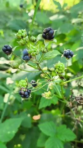 A close-up video focuses on a blackberry bush with several berries in various stages of ripeness. Some berries are green and unripe, while others are a deep purple-black and appear ripe. The bush is surrounded by green foliage and appears to be outdoors in a natural setting. The video is shot in portrait mode and the camera slightly pans down during the clip. No people are visible in the video.