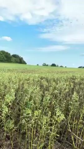 Here is a description of the video:

The video pans across a field of tall, leafy plants under a sky that transitions from sunny to cloudy. The field stretches out to a line of trees in the distance. A dirt path runs alongside the field, and the camera occasionally glimpses the person holding it from underneath the shade of overhanging tree branches.