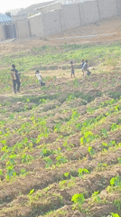 Farmers tend young crops in Nigerian field early morning