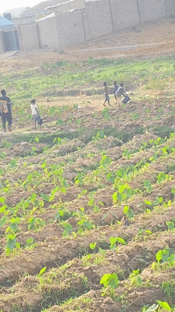 Farmers tend young crops in Nigerian field early morning