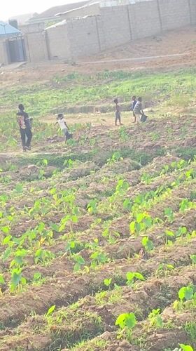 Farmers tend young crops in Nigerian field early morning