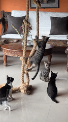 Kittens play on rope climbing structure in Pupuan home