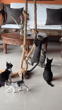Kittens play on rope climbing structure in Pupuan home