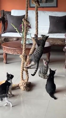 Kittens play on rope climbing structure in Pupuan home