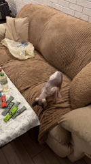 Hairless and dark-coated cats lounging around a cozy living room
