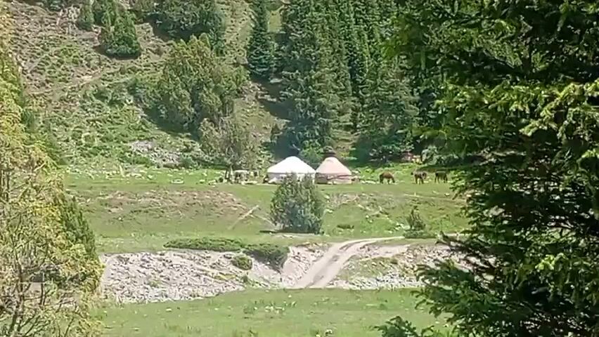 The video opens with a long shot of a grassy meadow with two yurts, one white and one beige, in the center. A few people are visible near the yurts, as well as several horses grazing in the background. The meadow is surrounded by a treed mountain slope, with a dirt road winding through the lower part of the scene. The camera then pans up, focusing on the dense evergreen forest covering the steep mountainside. Rocks and sparse vegetation are interspersed with the trees. The camera continues to pan, revealing more of the rugged, green landscape, with the sunlight filtering through the branches of the trees. The video ends with a close-up of the green foliage of a large evergreen tree in the foreground, partially obscuring the view of the mountains.