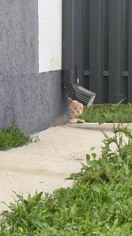 A ginger cat peeks out from behind a downspout near a building in Tsibanobalka, Russia. The cat is lying down, with its front paws visible. The building has a dark gray lower section and a white upper section. A dark gray corrugated metal fence is visible in the background. Green grass and weeds surround the concrete walkway in front of the building. The lighting suggests it is daytime.