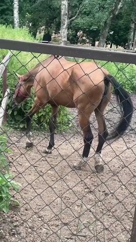 A brown horse with black legs and tail stands in a dirt enclosure. It is leaning its head over a wooden fence, appearing to eat or chew on something green growing on the other side. The horse is wearing a red halter. The enclosure is surrounded by a wire fence, and behind the fence, there is greenery and trees.