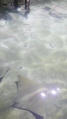 A shallow, clear body of water with a sandy or algae-covered bottom is visible. In the foreground, a person's arm and hand extend from the right side of the frame, interacting with a ray swimming near the edge of the water. The ray appears to be large, with a flattened body and a long tail. Its skin is textured and patterned in shades of brown and gray. Another ray, larger and lighter in color, is visible further back in the water. The edge of the water features a white, textured border, possibly a pool or enclosure. In the background, a crowd of people are gathered along the edge of the water, observing and possibly interacting with the animals. Some people are holding up phones, suggesting they are taking pictures or videos. The lighting suggests an indoor or dimly lit outdoor environment.