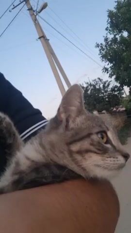 A close-up video captures a grey tabby kitten being held. The kitten's face is in focus, with bright yellow eyes and distinct tabby markings. The kitten is nestled against a person's arm and leg, which are visible in the foreground, covered by dark clothing. The background is slightly out of focus, showing a clear blue sky with a utility pole and some greenery. The camera appears to be held by the person holding the kitten, suggesting a selfie-style shot. The kitten's head turns slightly towards the camera, and one paw is visible resting on the person's arm.