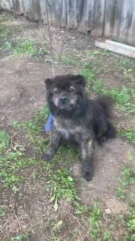 A brindle-colored dog is sitting on the ground with grass and dirt surrounding it. The dog is looking to the left with its tongue slightly out. A leash is attached to the dog's collar. In the background, a wooden fence can be seen. The video is shaky and slightly out of focus.