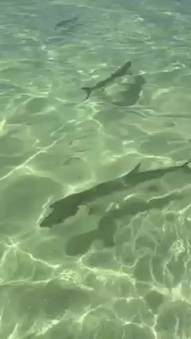 The video shows a shark swimming in shallow, clear water. The water is light green in color, and the sun is shining through it, creating a pattern of light and shadows on the sandy bottom. The shark is swimming slowly and gracefully, and its shadow is visible on the bottom. There are a couple of other creatures swimming near the surface too.