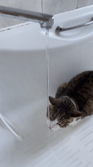 Moscow apartment cats: drinking from faucets, sleeping in