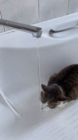 Moscow apartment cats: drinking from faucets, sleeping in