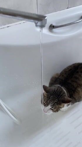 Moscow apartment cats: drinking from faucets, sleeping in