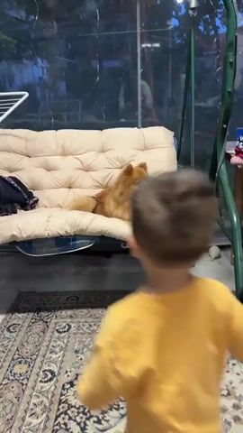 A young child and a Pomeranian dog are featured in this video, set in what appears to be an enclosed patio or sunroom. The child, wearing a yellow t-shirt and a diaper, walks barefoot on a patterned rug. The dog, a fluffy light brown Pomeranian, is calmly resting on the beige-cushioned bench of a green metal swing set. The child approaches the swing, briefly reaching out a hand towards the dog, which watches attentively. The child then turns and moves away from the swing. Behind the swing, a clear panel or window reveals an outdoor area, suggesting the time of day is late afternoon or early evening due to the ambient light. A clothes drying rack is partially visible on the left, and several round objects are on the ground near the swing on the right. No visible text is present.
