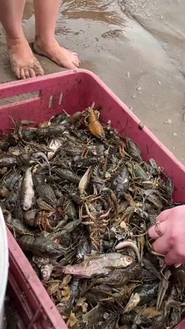 A close-up shot shows a pink plastic bin filled with a large quantity of live crayfish and a few small fish. The bin is sitting on a sandy, wet riverbank. Two individuals' hands are visible, reaching into the bin and handling the crayfish. One person's bare feet are visible standing in shallow water. The water is murky brown. The overall scene suggests people are gathering or sorting freshly caught crayfish.
