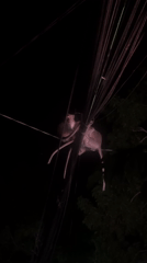 Monkey spotted on power lines in Kuta Selatan