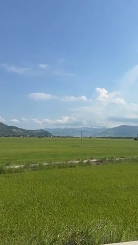 The video shows a lush, green rice paddy field under a bright blue sky dotted with fluffy white clouds. Mountains form a scenic backdrop in the distance, partially obscured by the atmosphere.  Utility poles are intermittently visible across the field.  The camera appears to be moving, possibly from a vehicle traveling alongside the field, as a guardrail briefly enters the frame.  The wind is quite strong, judging from the sound.