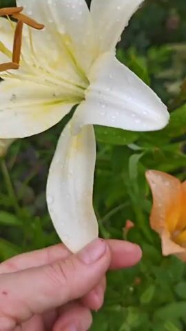 The video shows a close-up of two lilies in a garden setting. One lily is white and the other is orange. The petals of both lilies are covered in water droplets, suggesting it has recently rained. A hand is visible in the foreground, gently touching the white lily. The background is filled with green foliage.