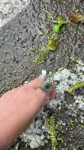 A person is holding small hailstones in their hand on a wet pavement surface littered with more hailstones and some green foliage. The hailstones are generally round and white, mixed with some green material. The pavement is a dark gray and appears wet. There are a few small leaves and what appear to be small, green flower or plant structures scattered around. The person is wearing rings on their fingers. They pick up a piece of the green plant material from the hailstones.