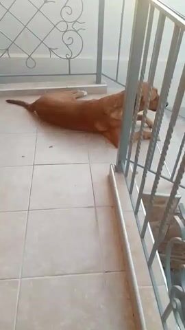 A brown dog lies on a tiled floor next to a metal railing. The dog is facing to the right, with its head turned towards the camera. The dog has its front legs extended. The dog has short brown fur and appears to be a medium to large breed. The floor is made of square, light-colored tiles. The railing is made of grey metal bars. There is a white wall in the background. The lighting is bright, suggesting it is daytime.