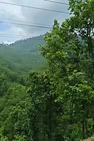 The video shows a panoramic view of a lush green forest on a hillside. Overhead power lines crisscross the sky above the trees. The dense foliage consists of various shades of green, with some trees appearing taller and more prominent than others. The terrain is mountainous, with mist or clouds obscuring the distant peaks. The camera movement suggests a slow pan or drift across the landscape, giving a sense of depth and scale to the natural environment.