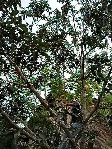 The video shows a person climbing a tree with many branches and leaves. The person is wearing a dark shirt and dark pants. They are moving through the branches, reaching for something. The tree is full of leaves and some fruit can be seen. The background shows more trees and a building with a tiled roof. The camera is shaky, suggesting it may have been held by someone moving.