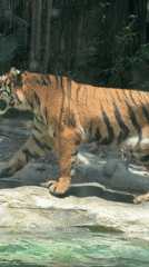 Morning zoo wildlife activity documented in Panyu District