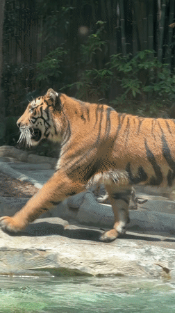 Morning zoo wildlife activity documented in Panyu District