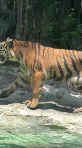 Morning zoo wildlife activity documented in Panyu District
