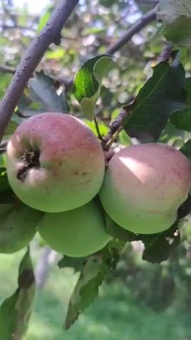This video shows a close-up view of three green apples growing on a tree branch. The apples are partially ripe, with some showing a reddish blush. The leaves on the tree are green and healthy, and the background is blurred, suggesting an outdoor setting with foliage and possibly sunlight. The camera is stationary and focused on the apples.