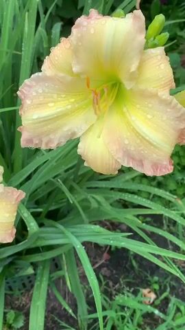 The video shows a close-up of pale yellow daylilies with pink edges, covered in water droplets, likely from rain or dew. The flowers are surrounded by long, green grass-like leaves. Several flower buds are visible on a stem to the left of the main flower. The camera pans slightly, offering different angles of the blooms and foliage. The scene appears to be an outdoor garden.