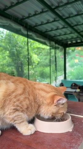 This media file captures a moment in an outdoor, covered cat shelter. The primary subject is an orange cat in the foreground, focused on eating from a light-colored food bowl placed on a worn wooden surface. Its fur is a vibrant ginger, and its ears are alert.

In the background, on a table, several other cats are visible. One tabby cat is looking towards the foreground cat, while others are seated or lying down, some appearing to rest or observe their surroundings. The setting is a shaded porch with a corrugated metal roof supported by green framing. Beyond the shelter, a lush green garden with flowering plants is visible through a mesh screen, suggesting a daytime setting and possibly mild weather given the greenery.

The overall impression is one of a communal feeding time for a group of cats in a sheltered outdoor environment. The scene appears peaceful and domestic, with the focus on the cats' natural behaviors. There is no visible text in the media file. The location context of Shepsi, Russia, further grounds the scene in a specific geographical and environmental setting, suggesting a temperate climate during the warmer months.