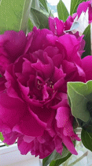 Minsk morning: peonies, windowsill plants, and city views