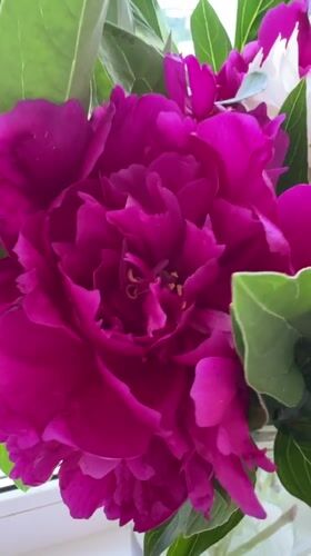Minsk morning: peonies, windowsill plants, and city views
