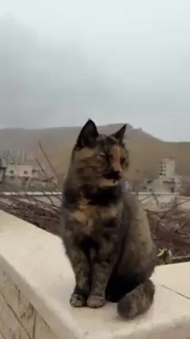 The video shows a calico cat sitting on a ledge, seemingly outdoors. The cat is predominantly brown and black, with patches of orange. It is sitting upright and looking to its right. The background includes a blurry cityscape and a cloudy, overcast sky. There are also branches visible behind the ledge where the cat is sitting. The camera angle is low, looking up at the cat. The video is generally still with slight movements, possibly from handheld recording.