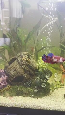 The video shows a fish tank. There is a betta fish with red, blue, and white coloring swimming in the tank. The tank has plants, rocks, and a small barrel decoration. Bubbles are rising from an air stone.