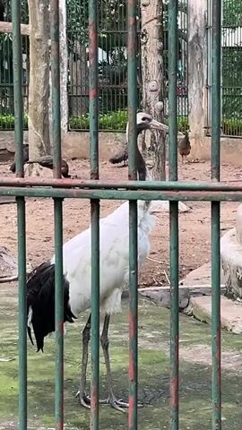The video shows a red-crowned crane standing behind green bars. The crane is white with black wingtips and a black neck, and a red patch on its head. It is in an enclosure with dirt ground and some trees in the background. There are other birds visible in the background. The camera is positioned at eye level with the crane, and the bars are in focus.