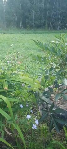 The video shows a close-up view of green foliage and small purple flowers in a natural outdoor setting. The camera pans slightly, capturing the movement of the plants in what appears to be a gentle breeze. The background is blurred, but suggests a grassy area and trees. There are no people or animals visible in the frame. The lighting indicates it is daytime, likely a sunny or partly cloudy day. The overall impression is of a peaceful, verdant environment.