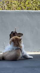Evening pet moments and personal life captured in Los Angeles