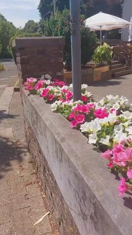 A video shows a flower bed with pink and white petunias in front of a low stone wall. The wall has a brick structure on the left side and a concrete cap. A grey pole stands to the right of the flowers. In the background, there are trees, bushes, a sidewalk, and a street. The sky is blue with some clouds.