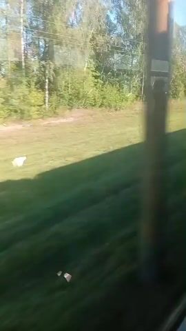 The video shows a view from a moving vehicle, likely a train, looking out at a green grassy field. There are trees and vegetation along the edge of the field, with some power lines visible in the distance. The sun is shining, casting shadows on the grass. In the left side of the frame, a white object, possibly an animal like a sheep or a dog, is visible in the field. The video is shaky, indicating the movement of the vehicle.