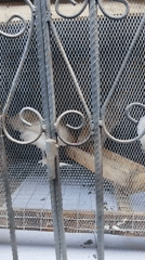 Selfies and caged chickens at a compound in Isiehor, Nigeria