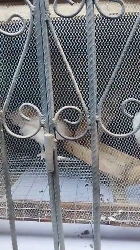 Selfies and caged chickens at a compound in Isiehor, Nigeria